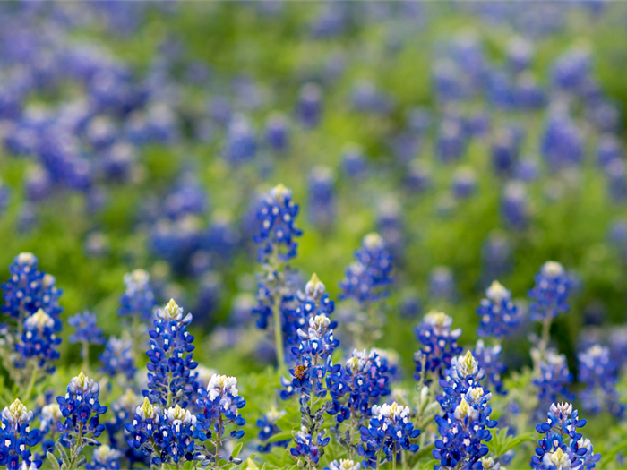 Bluebonnets.png