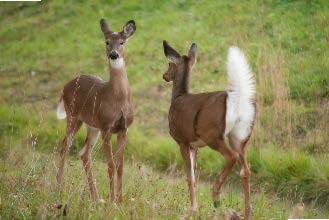 two deer in a field