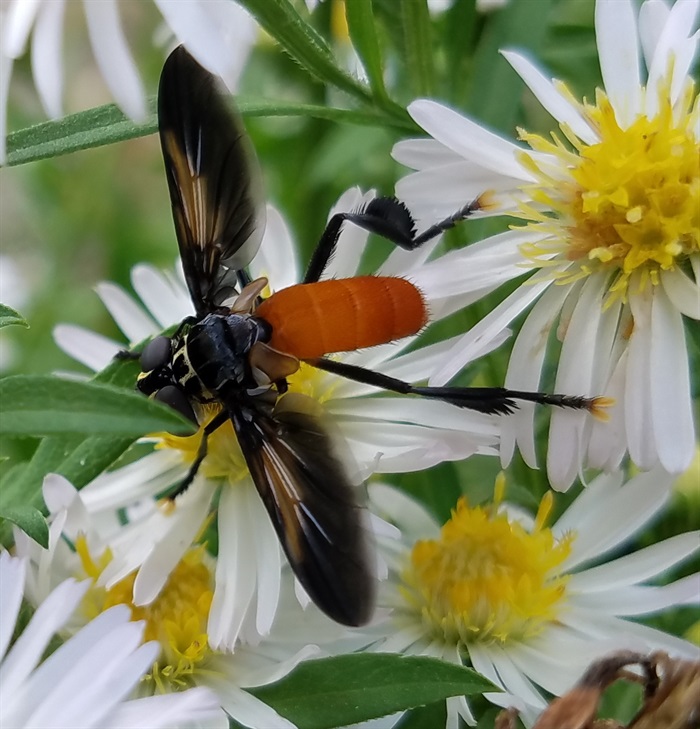 Feather-legged fly on heath aster2.jpg