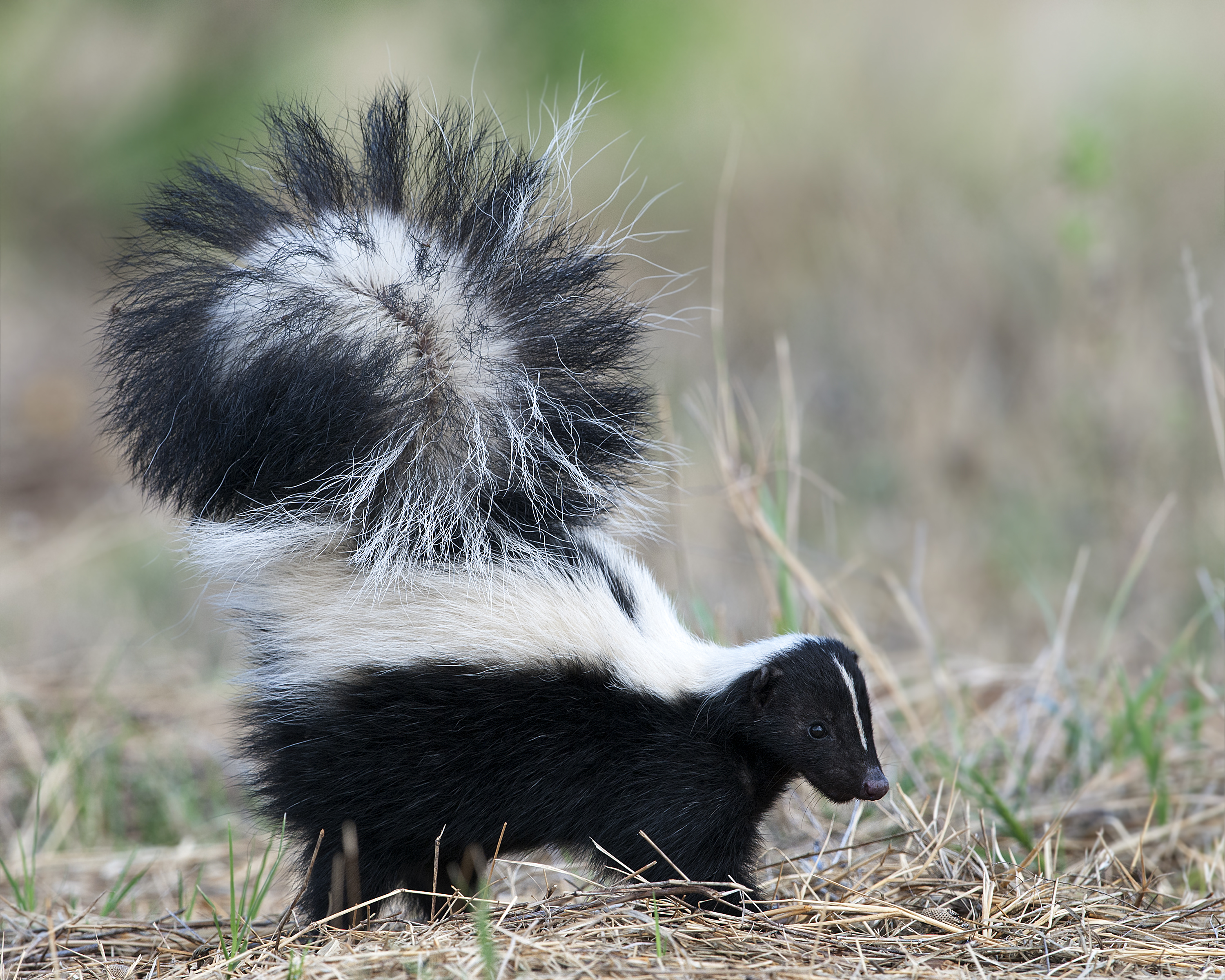 Skunk - Photo by Dave Morgan.jpg