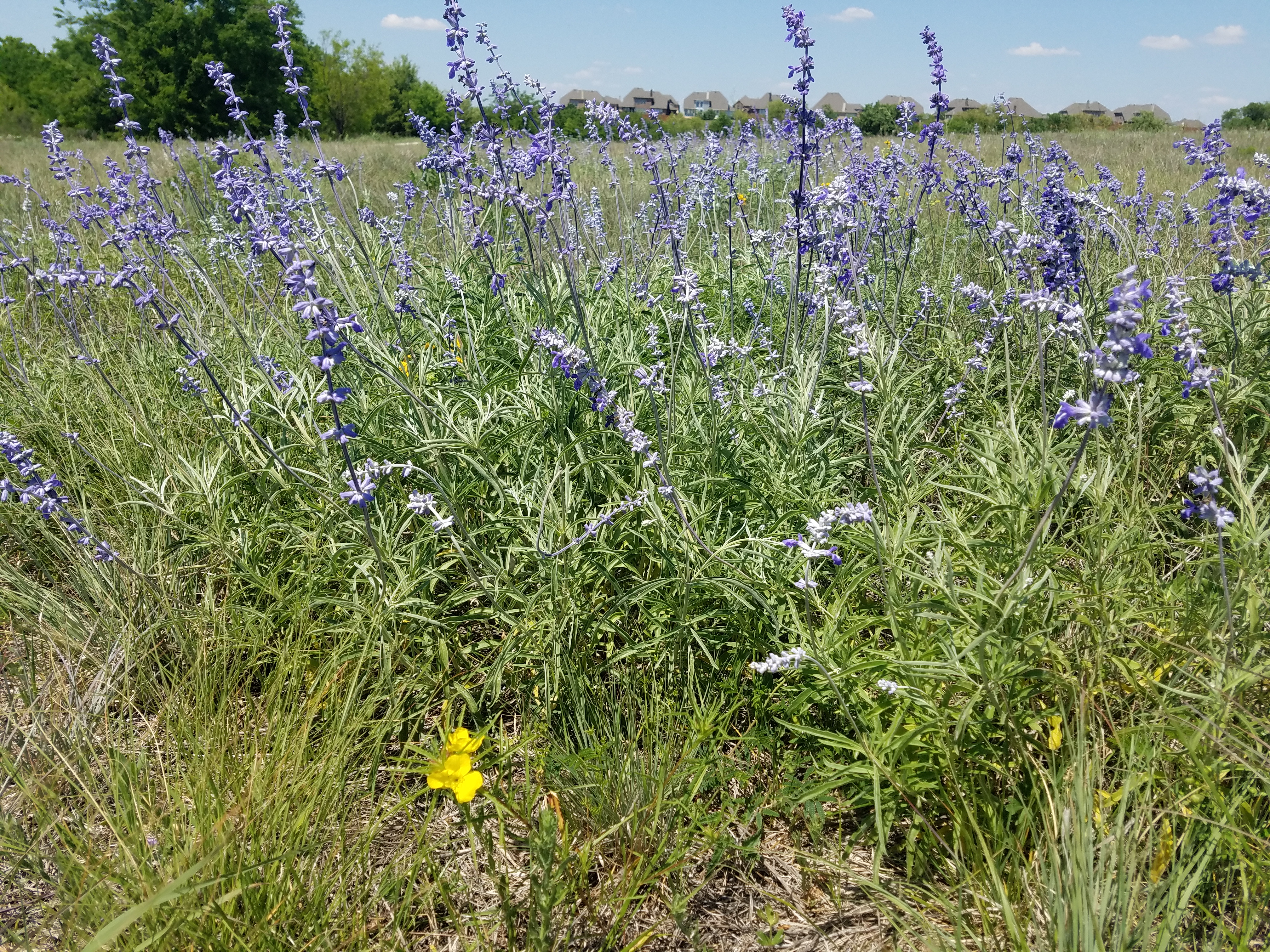 Chisholm Trail_Mealy blue sage (Salvia farinacea)