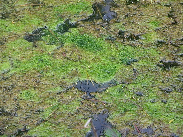 Algae.jpg