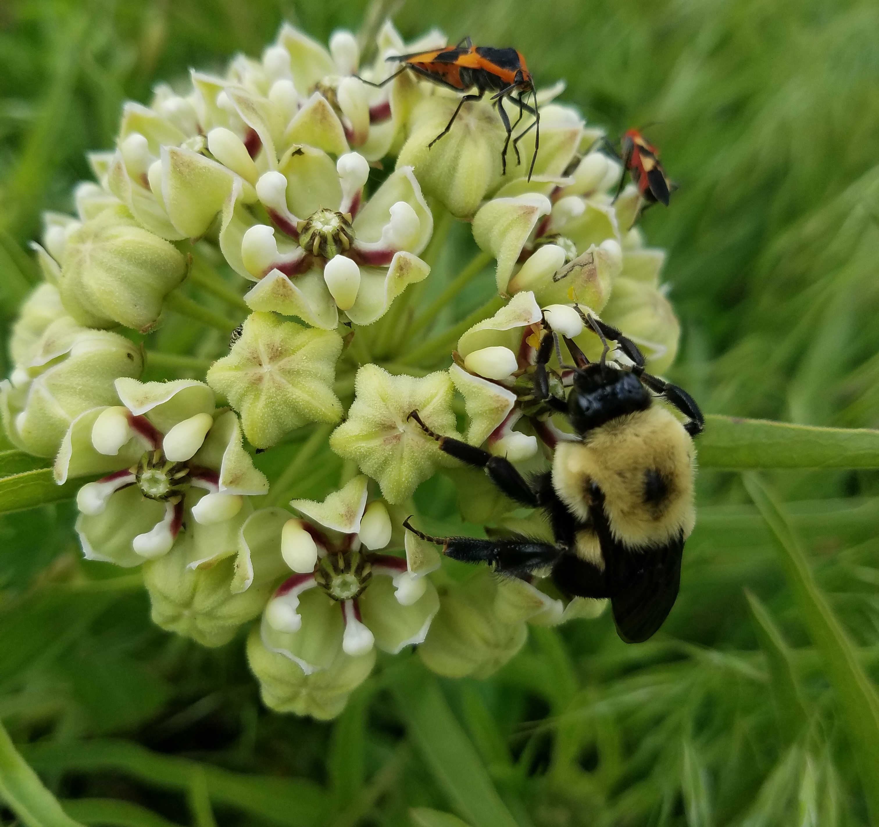 Brown-belted-bumble-bee-on-antelope-horn.jpg