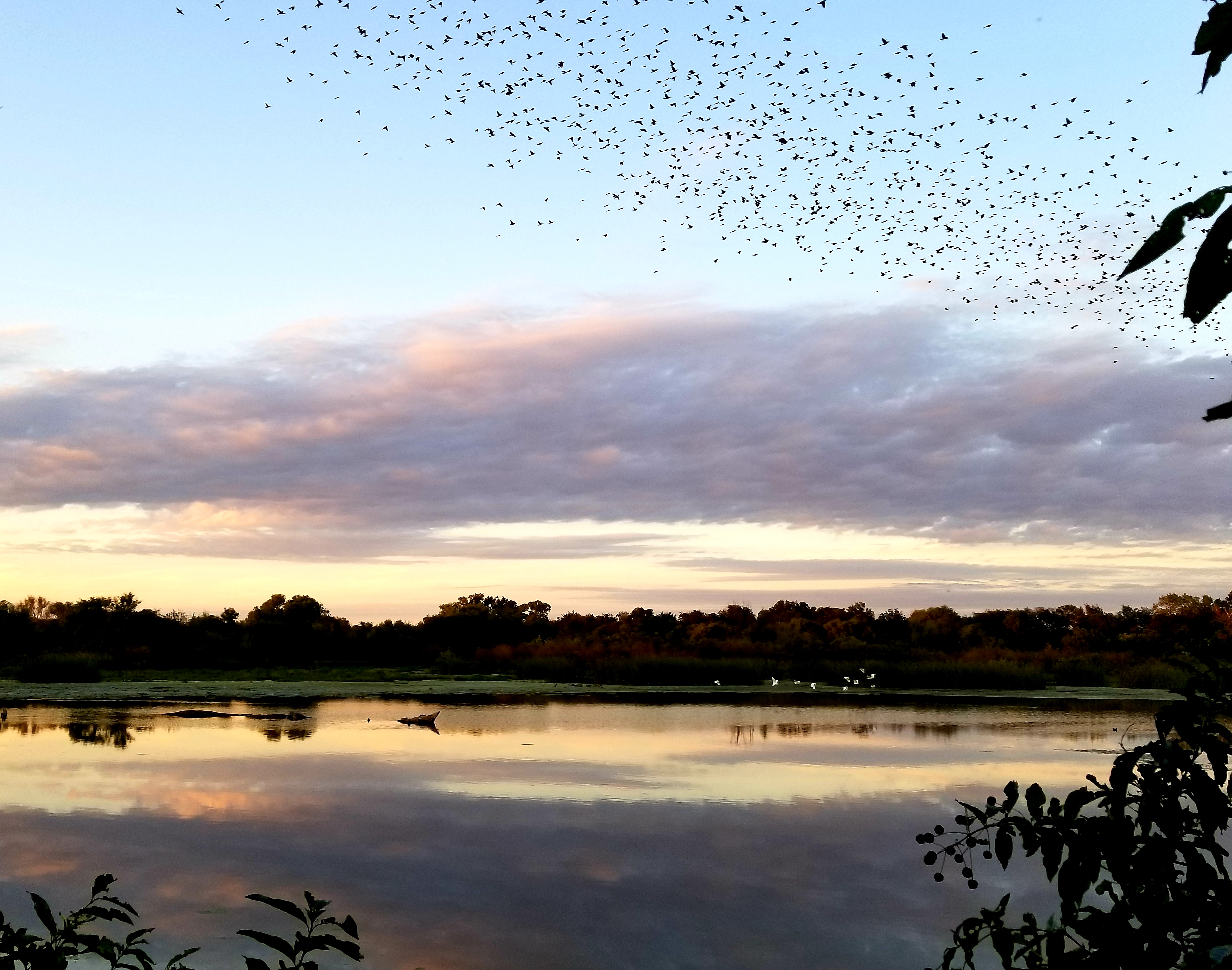 Birds flying over lake