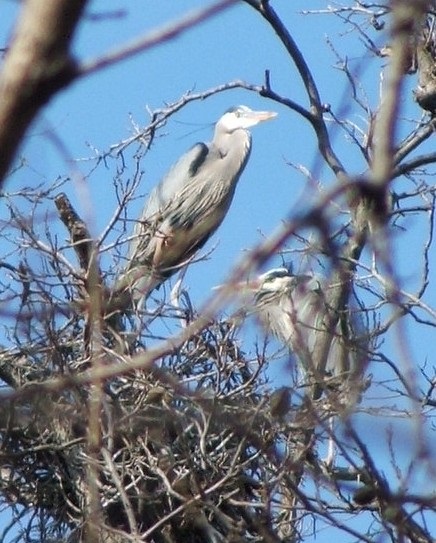 Great_Blue_Herons2.jpg