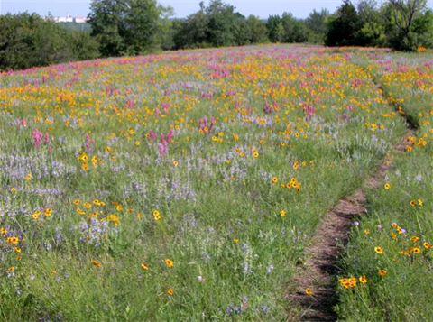 Tandy Hills Wildflowers