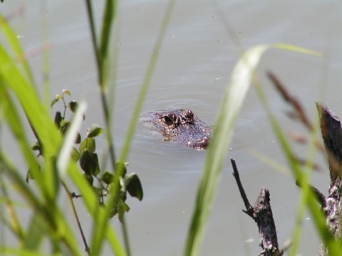 Alligator