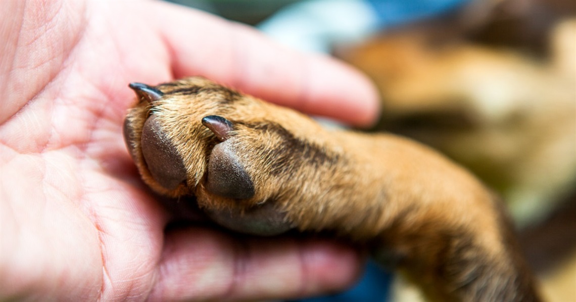 handshake-between-dog-and-hand
