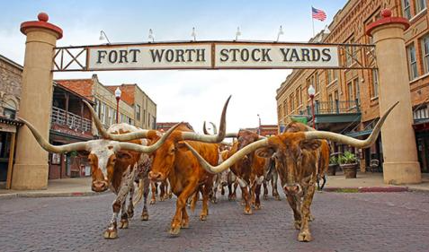 Longhorns at the Fort Worth Stockyards