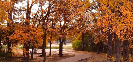 Photo of a path through trees with autumn leaves