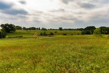 Photo of wildflowers in the prairie at Rock Creek Ranch Park & Natural Area with a dirt road in the background and a cloudy sky