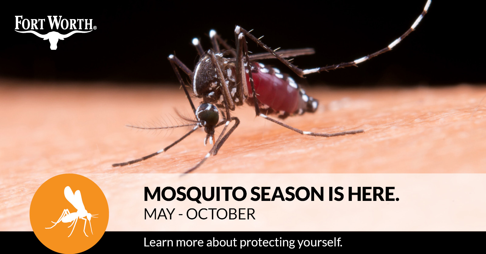 protection against west nile virus, mosquito on arm, learn about 4 Ds