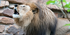 Panthera_leo_-Fort_Worth_Zoo.png