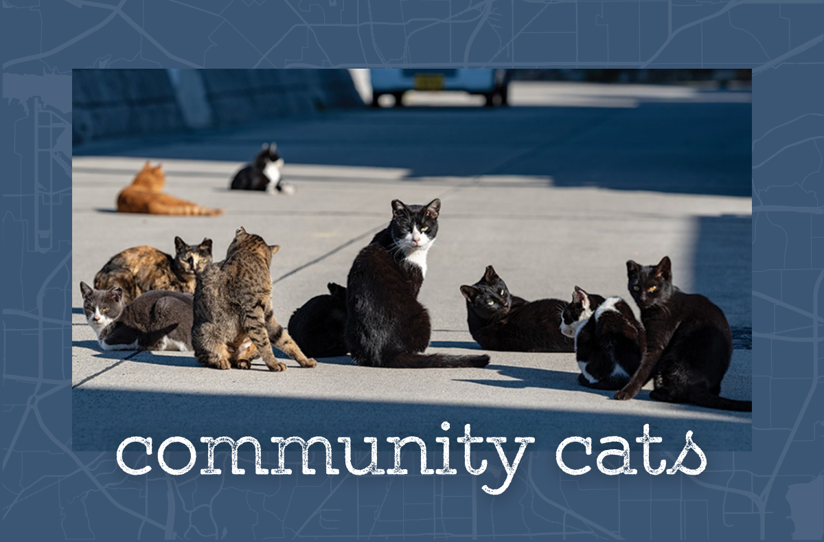 Community Cats sidebar.png