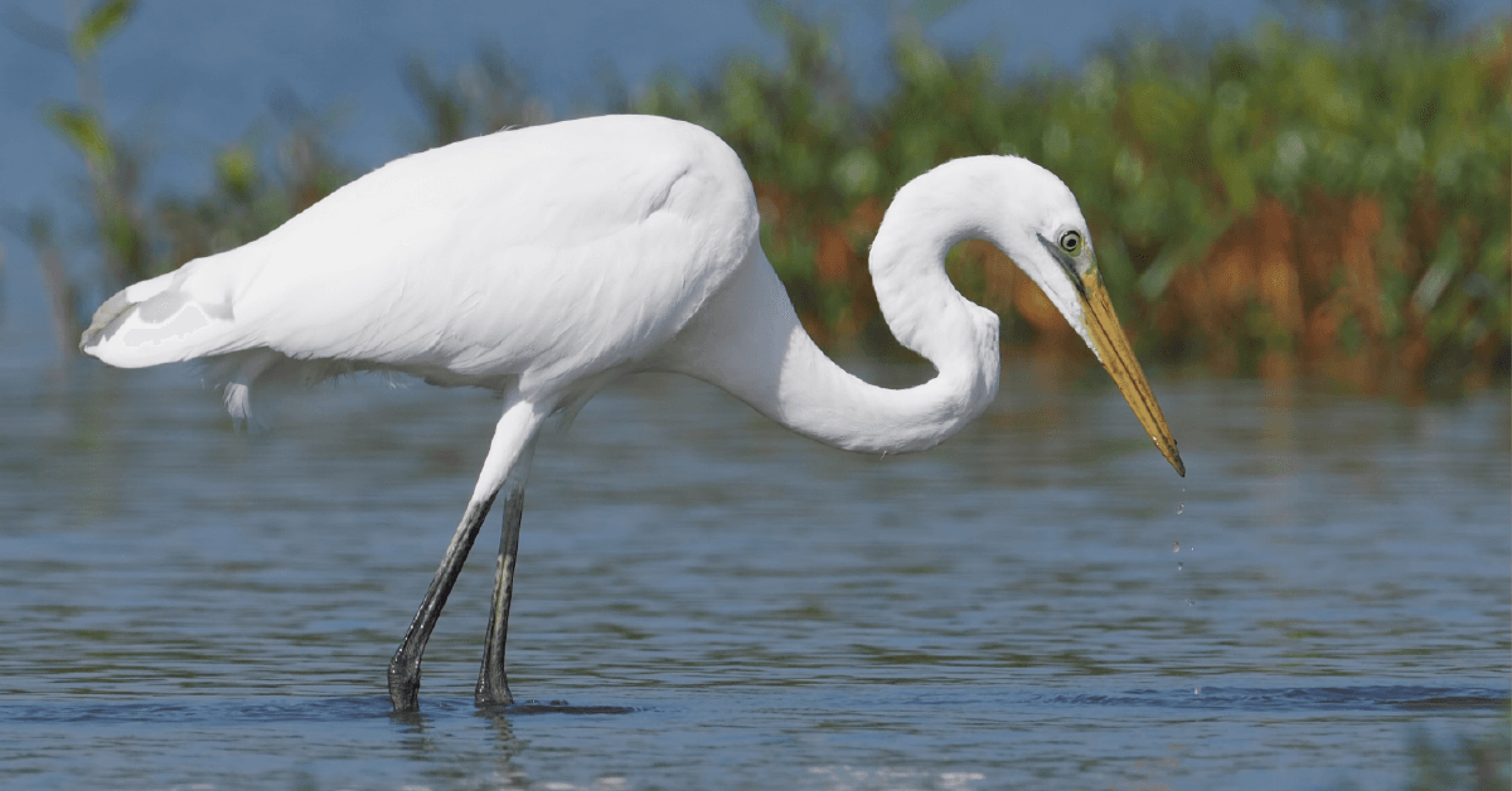 Migratory bird Snowy White Egret