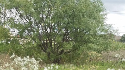 West Fort Worth Mesquite tree