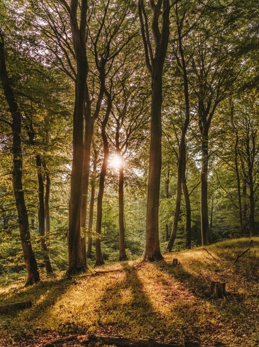 Forrest of trees