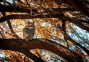Owl in tree