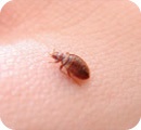 Bedbug close up