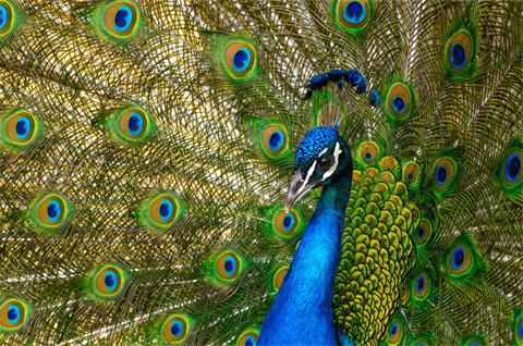 An image of a colorful peacock. The bird's head and neck are blue, and its green, blue and orange feathers stretch across the image's background.