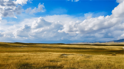 A prairie grassland sits under a blue sky full of fluffy, white cloud.