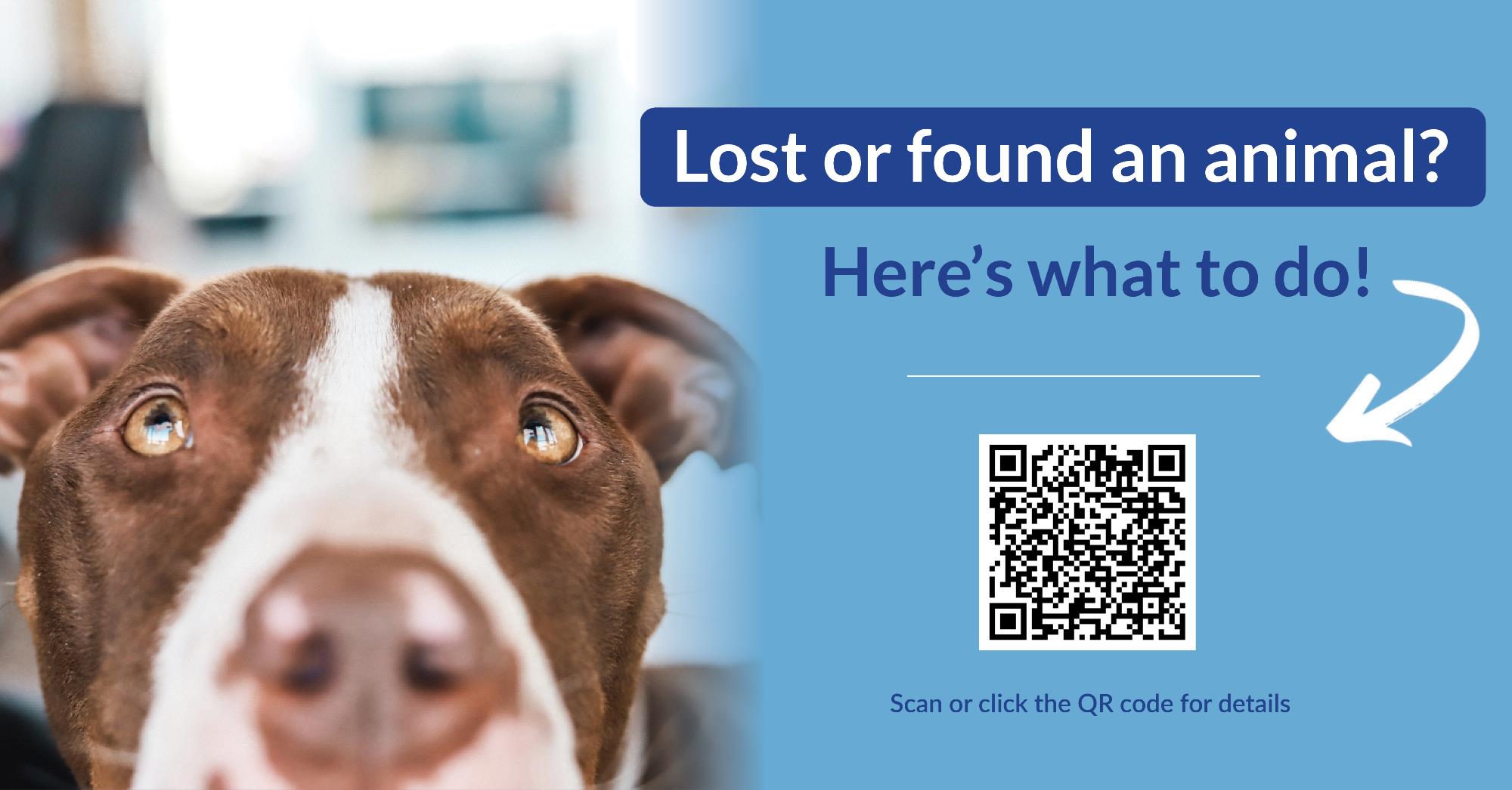 acc-lost-found-pet.jpg