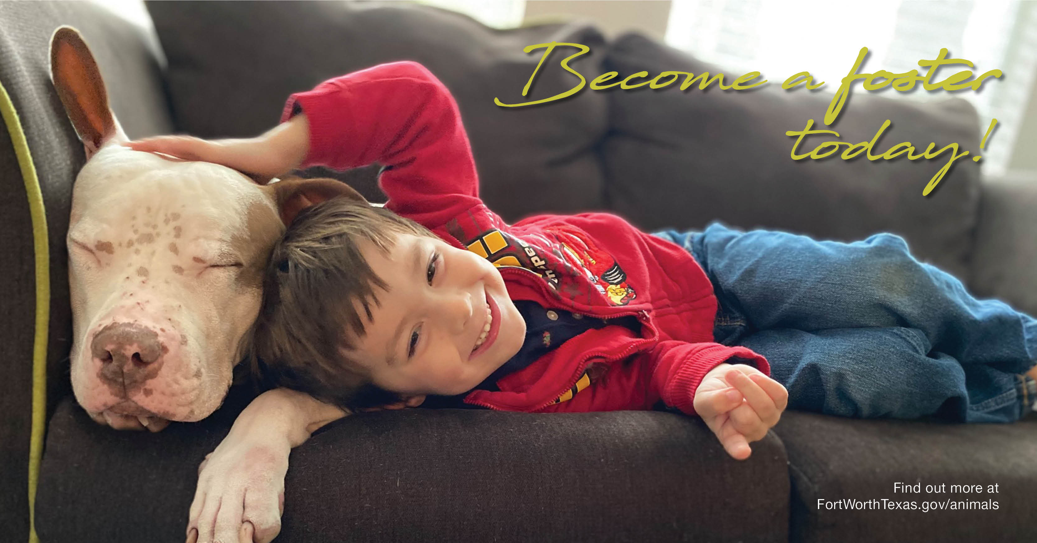 animal foster program