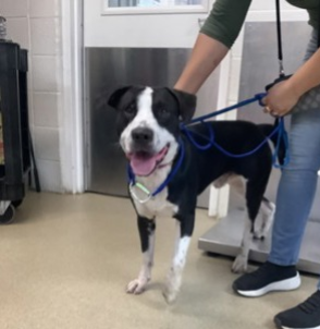 Oreo, a black/white American Pitbull dog