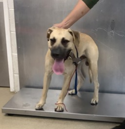 Bruno, a tan/black pitbull shepherd mix dog